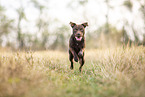 running Patterdale Terrier