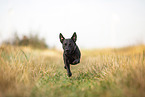 running Patterdale Terrier
