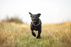running Patterdale Terrier