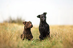 Patterdale Terrier