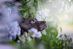 Patterdale Terrier Portrait