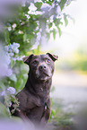Patterdale Terrier Portrait