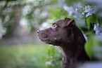 Patterdale Terrier Portrait