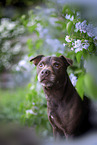 Patterdale Terrier Portrait