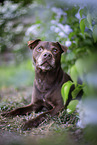 lying Patterdale Terrier