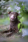 lying Patterdale Terrier