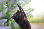 Patterdale Terrier