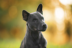 blinde Patterdale Terrier