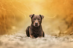 brown male Patterdale Terrier