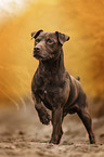 brown male Patterdale Terrier