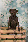 Patterdale Terrier