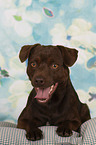 lying Patterdale Terrier