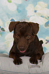 lying Patterdale Terrier