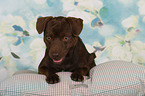 lying Patterdale Terrier