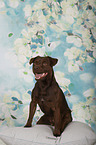 sitting Patterdale Terrier