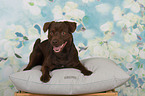 lying Patterdale Terrier