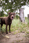 Patterdale Terrier in summer