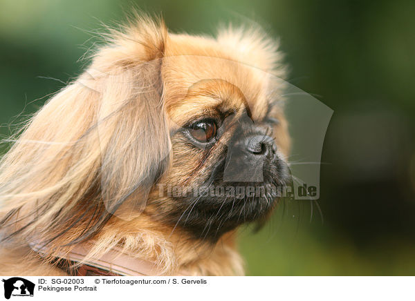 Pekingese Portrait / SG-02003