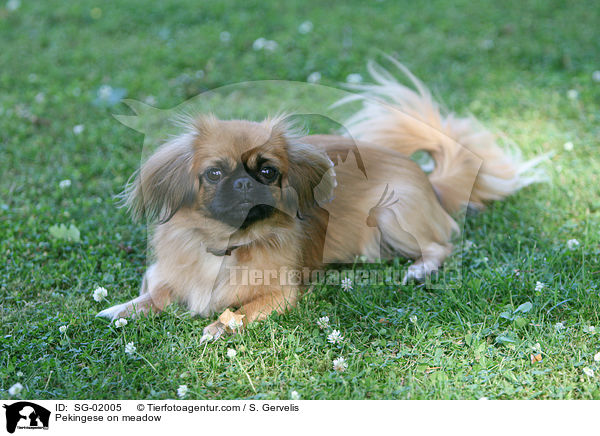 Pekingese on meadow / SG-02005