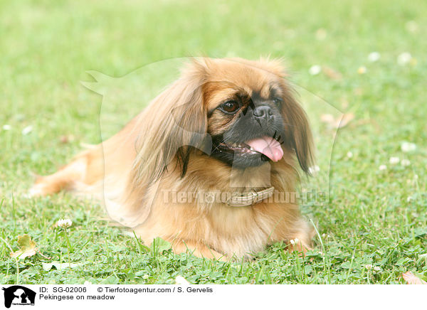 Pekingese on meadow / SG-02006