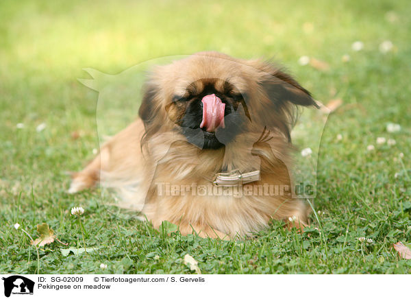 Pekingese on meadow / SG-02009