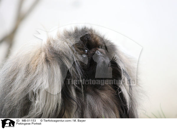 Pekingese Portrait / MB-01153