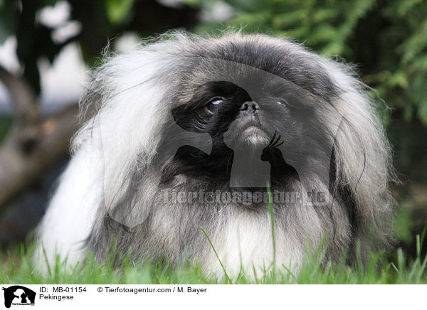 Pekinese / Pekingese / MB-01154