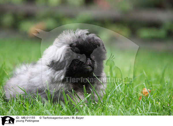 young Pekingese / MB-01155