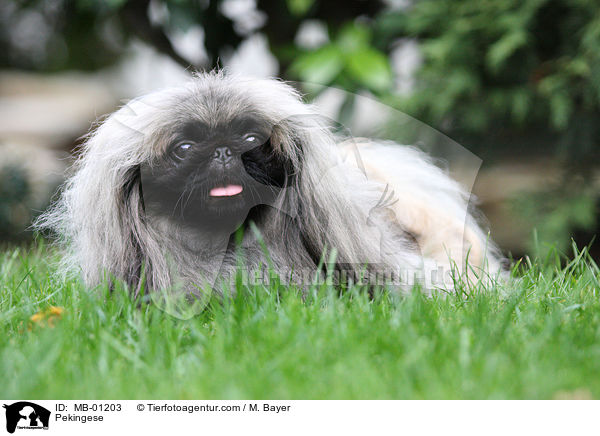 Pekingese / MB-01203