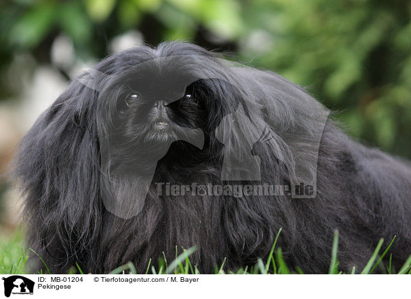 Pekingese / MB-01204