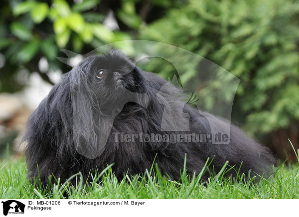 Pekingese / MB-01206