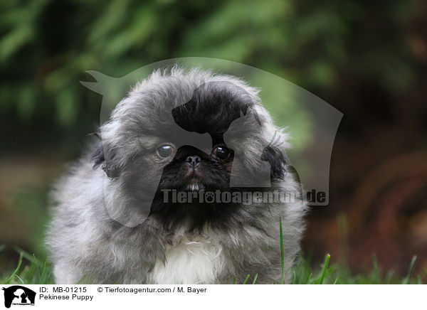 Pekinese Puppy / MB-01215