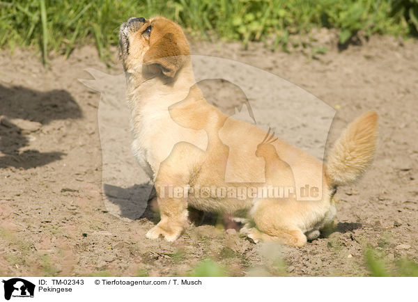 Pekingese / TM-02343