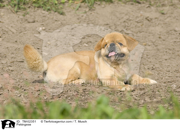 Pekingese / TM-02351