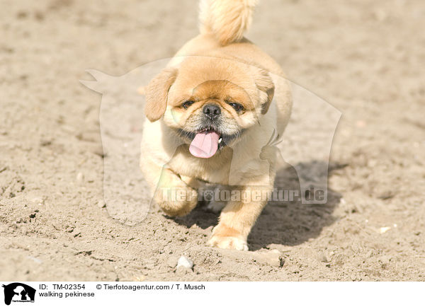 walking pekinese / TM-02354