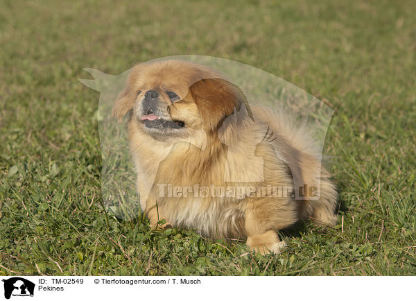 Pekines / TM-02549