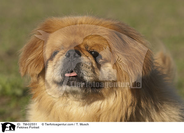 Pekines Portrait / TM-02551