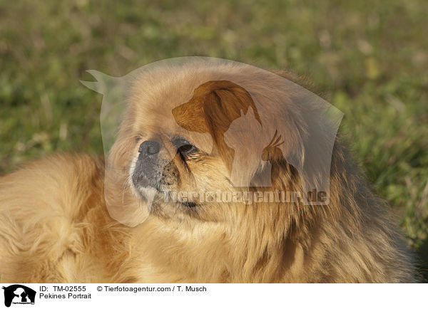 Pekines Portrait / TM-02555