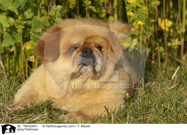 lying Pekinese / TM-02841