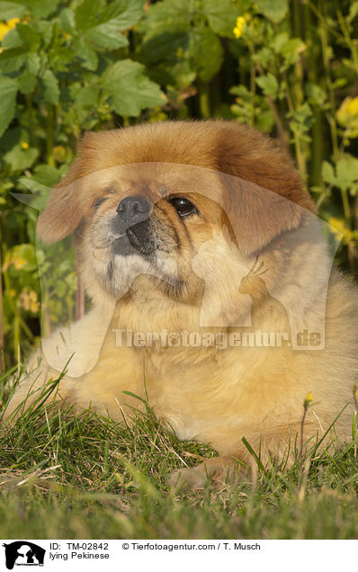 lying Pekinese / TM-02842