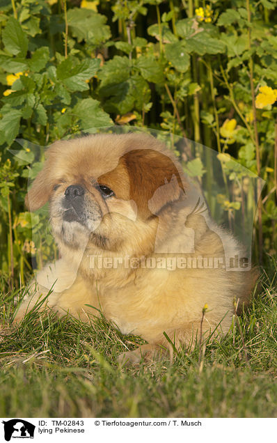 lying Pekinese / TM-02843