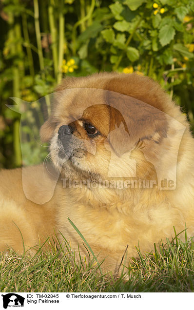 lying Pekinese / TM-02845