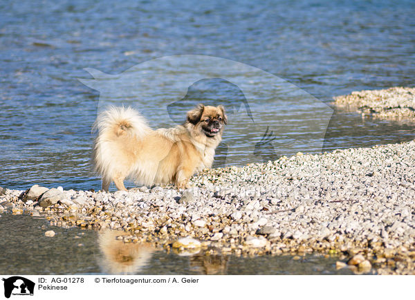 Pekinese / AG-01278