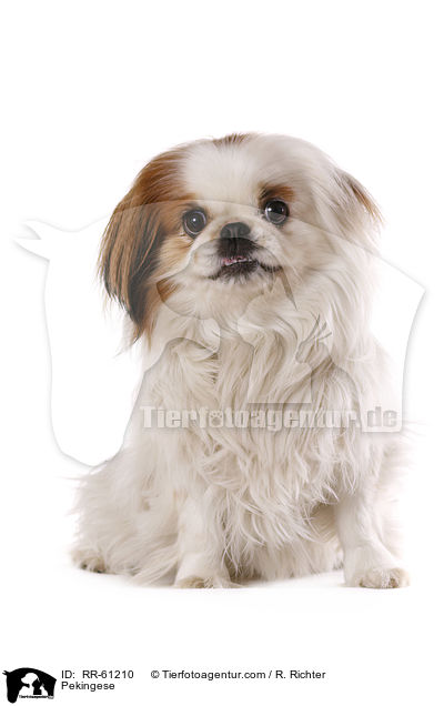 Pekingese / RR-61210
