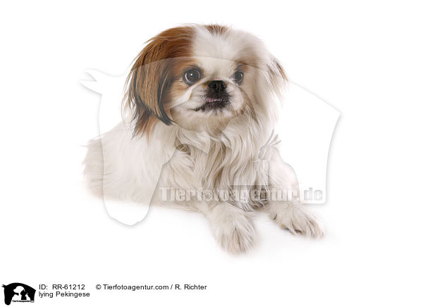 lying Pekingese / RR-61212