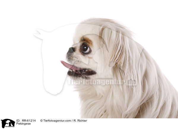 Pekingese / RR-61214