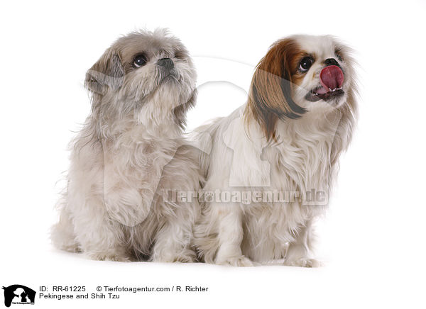 Pekingese and Shih Tzu / RR-61225