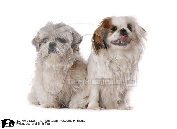 Pekingese and Shih Tzu / RR-61226
