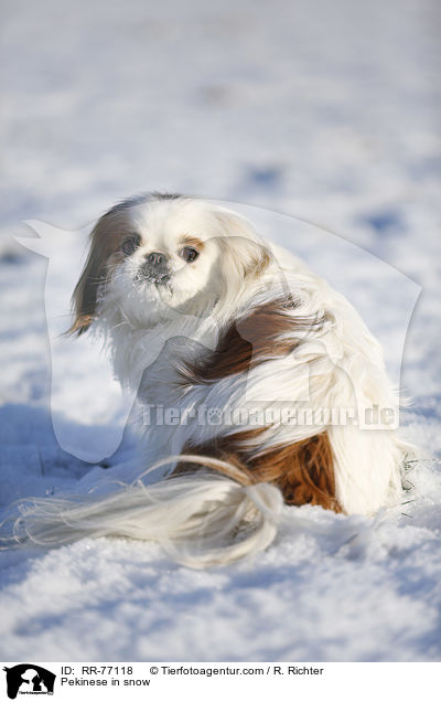 Pekinese in snow / RR-77118