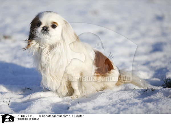 Pekinese in snow / RR-77119